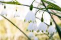 Summer snowflake, Leucojum aestivum, close-up of pending white flowers